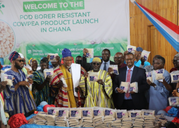 Ghana releases first GMO crop for commercial cultivation