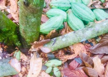 COCOBOD criticizes Forestry Commission for destroying 70 acres of cocoa farms