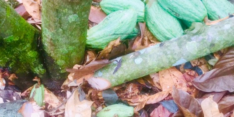 COCOBOD criticizes Forestry Commission for destroying 70 acres of cocoa farms