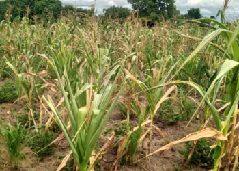 Food inflation to go up in the coming months due to decline in rainfall- Finance minister