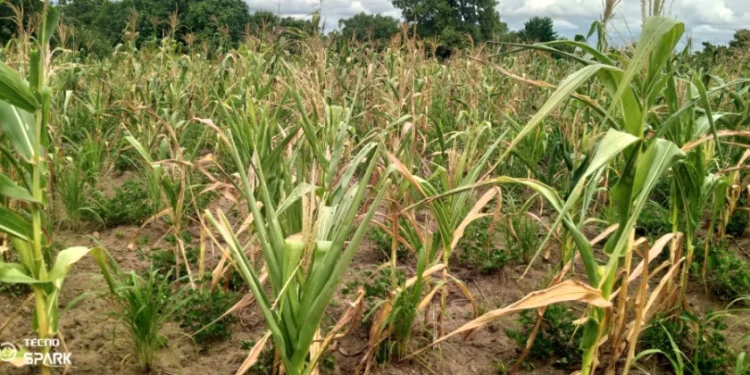 Food inflation to go up in the coming months due to decline in rainfall- Finance minister