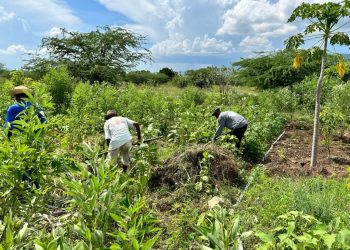 Concerned Farmers Association of Ghana responds to grain ban.