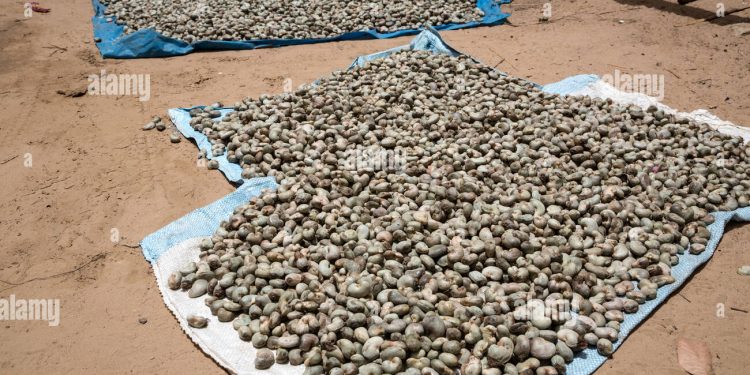 Poor post-harvest practices hamper quality and pricing of Ghana’s Cashew nuts