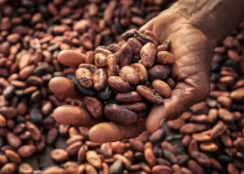 Government set to raise cocoa farmgate price by nearly 45%, sources say