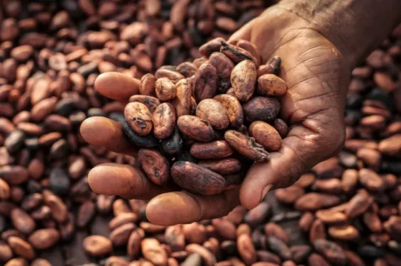 Government set to raise cocoa farmgate price by nearly 45%, sources say