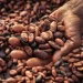 Government set to raise cocoa farmgate price by nearly 45%, sources say