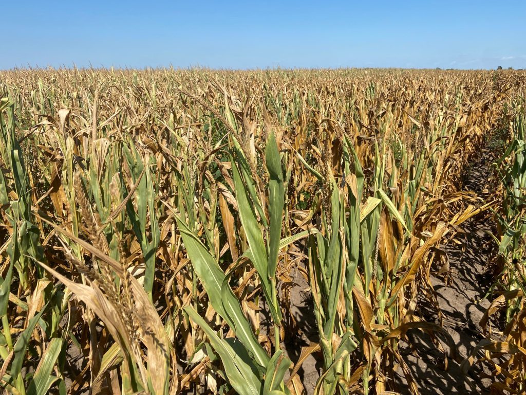 Over 460,784 hectors of farmlands were affected by drought in Northern ...