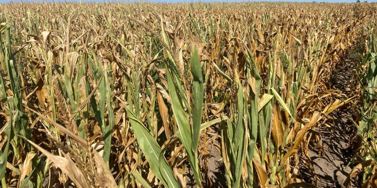 Over 460,784 hectors of farmlands were affected by drought in Northern Ghana