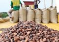 NPP challenges GH¢2,650 Cocoa producer price 50 COCOBOD revises 2024/25 cocoa production target down by 19.8% due to unprecedented dry spell