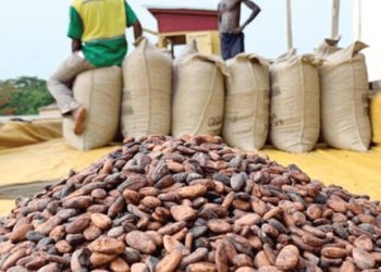 COCOBOD revises 2024/25 cocoa production target down by 19.8% due to unprecedented dry spell