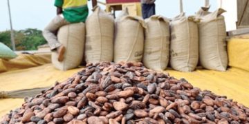 NPP challenges GH¢2,650 Cocoa producer price 13 COCOBOD revises 2024/25 cocoa production target down by 19.8% due to unprecedented dry spell