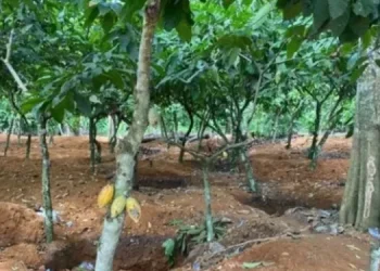 Over 100,000 acres of Cocoa farms destroyed by illegal mining – Farmers Association