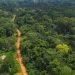 Ghana Institute of Foresters demands immediate halt to mining in forest reserves