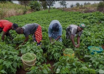 40th National Farmers’ Day celebration: Regional celebrations cancelled,National event scheduled for 8th November 2024