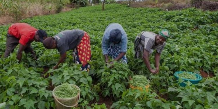40th National Farmers’ Day celebration: Regional celebrations cancelled,National event scheduled for 8th November 2024