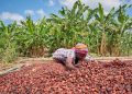 Côte d’Ivoire raises cocoa price above Ghana
