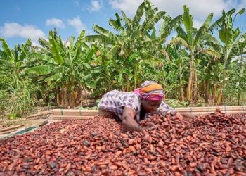 Côte d’Ivoire raises cocoa price above Ghana