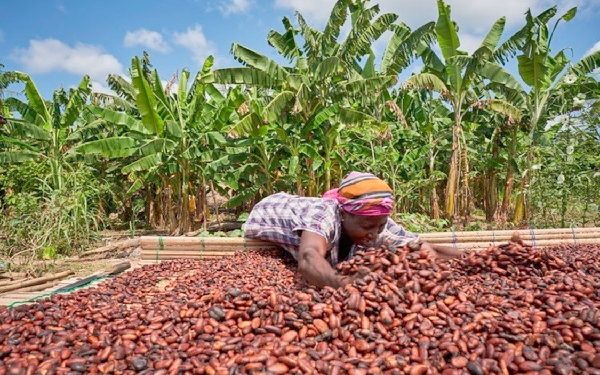 Côte d’Ivoire raises cocoa price above Ghana