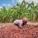 Côte d’Ivoire raises cocoa price above Ghana