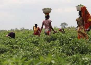 Peasant Farmers Association call for release of Anti-Galamsey activists, Calls for immediate protection of Farmlands and water bodies