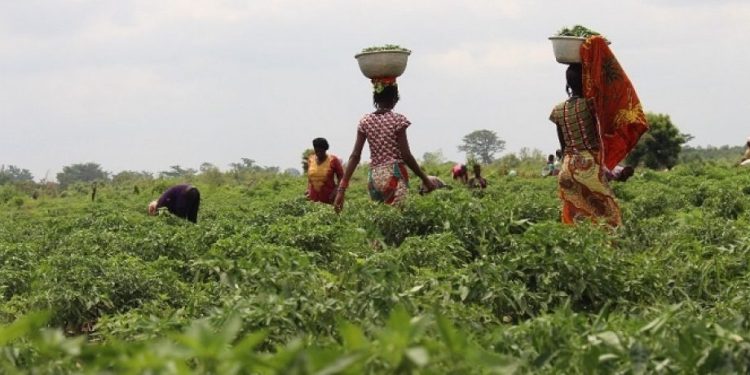 Peasant Farmers Association call for release of Anti-Galamsey activists, Calls for immediate protection of Farmlands and water bodies