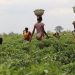 Peasant Farmers Association call for release of Anti-Galamsey activists, Calls for immediate protection of Farmlands and water bodies