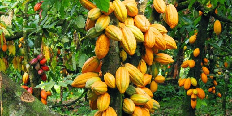 NDC gov’t will restore Cocoa sector- Sampsom Ahi