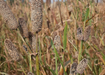 Adoption of improved varieties of three cereal crops remains low among Farmers – Seed expert