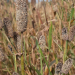 Adoption of improved varieties of three cereal crops remains low among Farmers – Seed expert