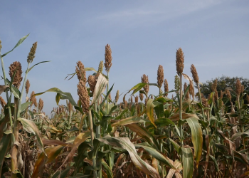Adoption of improved varieties of three cereal crops remains low among Farmers – Seed expert