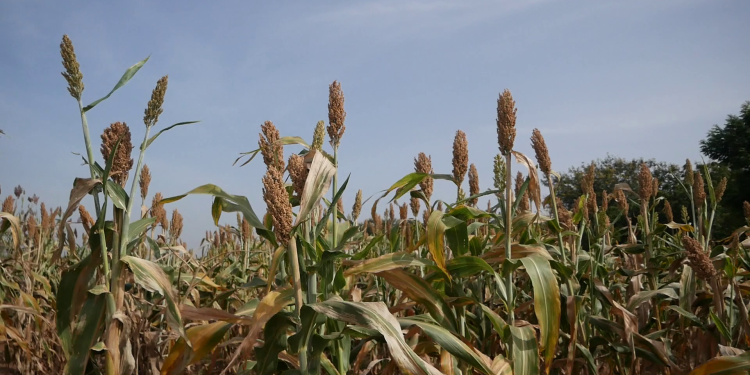 Adoption of improved varieties of three cereal crops remains low among Farmers – Seed expert
