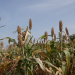 Adoption of improved varieties of three cereal crops remains low among Farmers – Seed expert