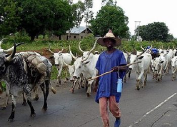 Nkrampo Youth issues 7-Day ultimatum to Fulani herdsmen, threatens forceful eviction over food crop destruction
