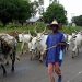 Nkrampo Youth issues 7-Day ultimatum to Fulani herdsmen, threatens forceful eviction over food crop destruction