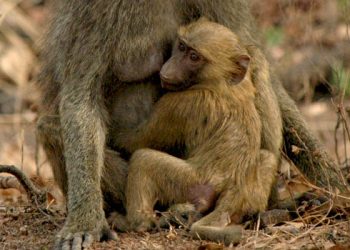 Ghanaians urged to protect Wildlife – Forestry Commission