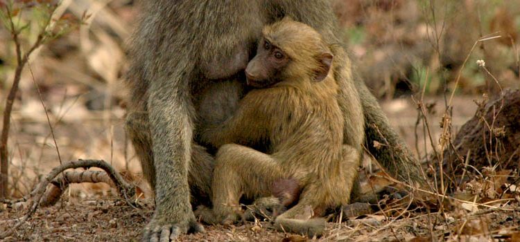 Ghanaians urged to protect Wildlife – Forestry Commission