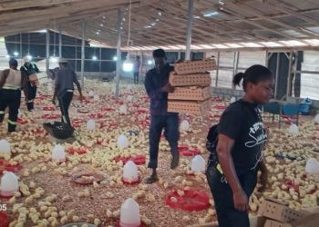 NSA expands poultry production under HAPPY Project, advancing President Mahama’s ‘Nkoko Nkitinkiti’ vision