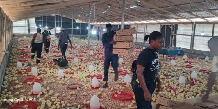 NSA expands poultry production under HAPPY Project, advancing President Mahama’s ‘Nkoko Nkitinkiti’ vision