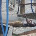 Cable thief electrocuted at ECG substation in Kumasi