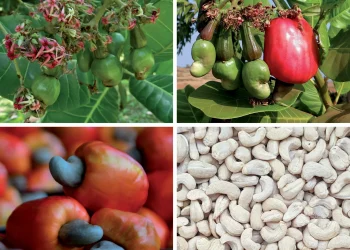 Mahama announces Cashew Development Board to revamp industry