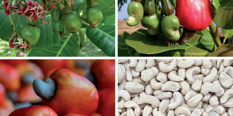 Mahama announces Cashew Development Board to revamp industry