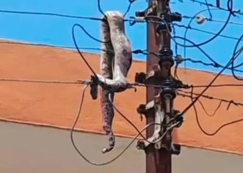 Snake causes power outage in Ashanti; ECG strengthens Wildlife protection measures