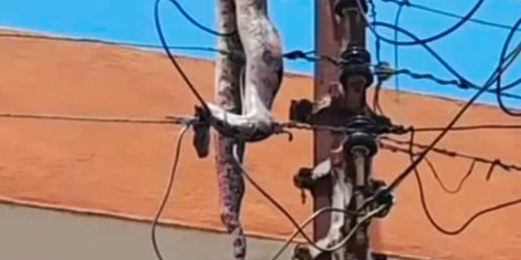 Snake causes power outage in Ashanti; ECG strengthens Wildlife protection measures