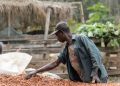 Strong Cedi Keeps Ghana Cocoa Prices Steady Despite Global Gains- COCOBOD CEO