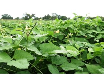 Cowpea Farmers Call for Smart Research Technology to Tackle Pest Control