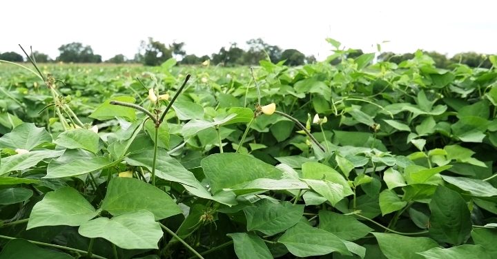 Cowpea Farmers Call for Smart Research Technology to Tackle Pest Control