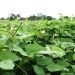 Cowpea Farmers Call for Smart Research Technology to Tackle Pest Control