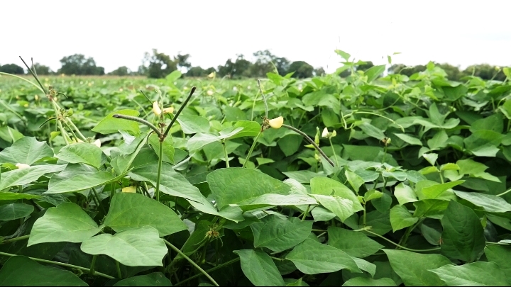 Cowpea Farmers Call for Smart Research Technology to Tackle Pest Control