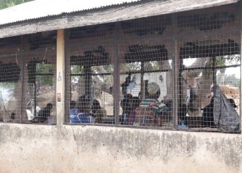 Buipela butchers urge authorities to renovate dilapidated abattoir amid health concerns