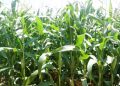 CSIR-SARI Unveils New Pest-Resistant Maize Varieties to Boost Food Security in Northern Ghana